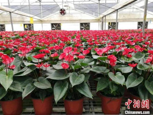 广州花卉研究中心红掌项目荣获省农业技术推广奖一等奖