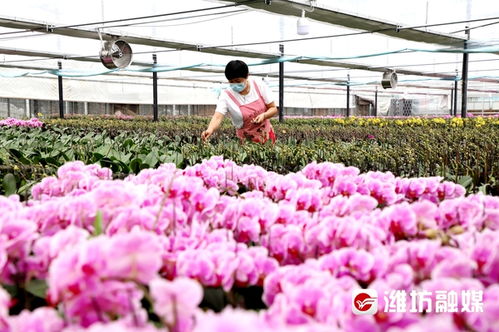 瞧,青州花卉产业绽放 美丽经济