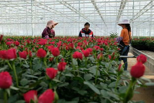 云南将重点打造五个高原特色现代农业示范园